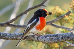 Lunch-Ken-Gosbell-Highly-Commended-Open-A-Grade-PDI-May-2023