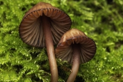 Mycena-Kuurkacea-Nicole-Andrews-Commended-Open-A-Grade-PDI-May-2023