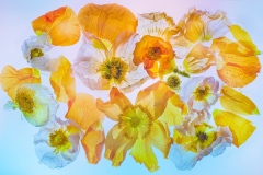 Poppies-Lesley-Bretherton-Highly-Commended-Open-A-Grade-PDI-May-2023