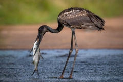 juvenile-Jabiru-with-dinner-Kyffin-Lewis-Highly-Commended-Open-A-Grade-PDI-May-2023