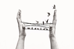 Birds-On-Strings-Alison-Crea-Best-Open-B-Grade-Print-May-2023