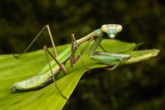 False-Garden-Mantice-Nicole-Andrews-Commended-Open-A-Grade-PDI-Oct-2023