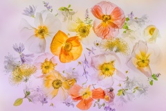 Spring-Flowers-Lesley-Bretherton-Highly-Commended-Open-A-Grade-PDI-Oct-2023