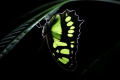 Transillumination-2-Geoff-Shaw-Highly-Commended-Open-A-Grade-PDI-Oct-2023