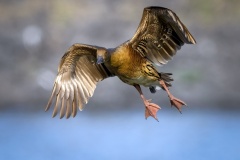 whistling-duck-in-flight-Kyffin-Lewis-Highly-Commended-Open-A-Grade-PDI-Oct-2023