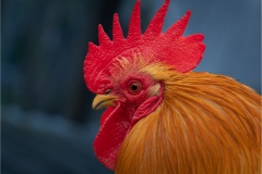 The-Cockerel-5-Tuck-Leong-Commended-Open-A-Grade-PDI-Sep-2023