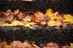 Autumn-steps-Renate-Parton-Best-Open-B-Grade-Print-Sep-2023