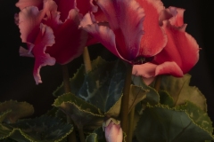 2024 APR PDI Awards: Judge - Natasha Cantwell; Set Subject - Nature