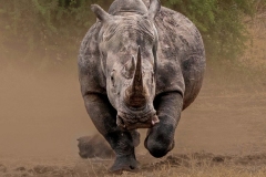 Angry-Mum-Robin-Tully-Commended-Open-B-Grade-PDI-Apr-2024