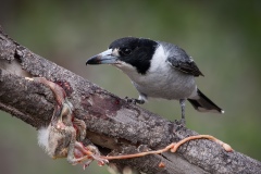 Butcher-Bird-Geoff-Shaw-Commended-Set-Subject-A-Grade-PDI-Apr-2024