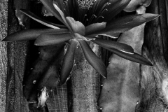 Cactus-Flower-Oscar-Adinolfi-Commended-Set-Subject-B-Grade-PDI-Apr-2024