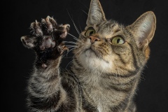 Claws-Geoff-Shaw-Commended-Open-A-Grade-PDI-Apr-2024