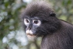 Contemplation-Rafael-Alton-Highly-Commended-Set-Subject-B-Grade-PDI-Apr-2024