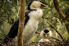 Cormorant-and-chick-Annette-Donald-Highly-Commended-Set-Subject-A-Grade-PDI-Apr-2024