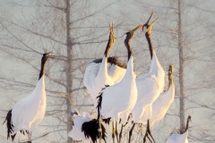Cranes-calling-Ken-Gosbell-Commended-Set-Subject-A-Grade-PDI-Apr-2024
