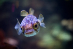 Deadly-Cute-Jo-Rinaldi-Best-Set-Subject-A-Grade-PDI-Apr-2024