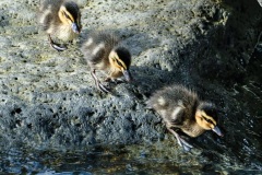 Ducklings-Renate-Parton-Commended-Set-Subject-A-Grade-PDI-Apr-2024