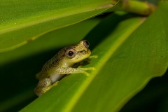 Frog-In-Hiding-Anne-Shellard-Commended-Set-Subject-A-Grade-PDI-Apr-2024