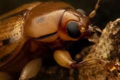 Just-another-beetle-Jo-Kneebone-Commended-Set-Subject-B-Grade-PDI-Apr-2024