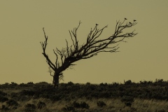 Last-tree-standing-near-Burra-SA-Harry-Clarke-Commended-Set-Subject-A-Grade-PDI-Apr-2024