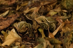 Leaf-Spines-Stefanie-Wendler-Canning-Best-Set-Subject-B-Grade-PDI-Apr-2024