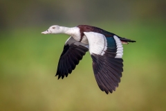 Shelduck-in-flight-Kyffin-Lewis-Highly-Commended-Open-A-Grade-PDI-Apr-2024