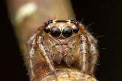 Treading-Lightly-Frances-Egan-Highly-Commended-Open-A-Grade-PDI-Apr-2024