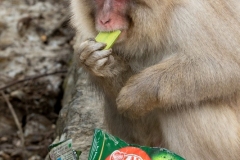 Wasabi-Kit-Kat-Snow-Monkey-Anne-Shellard-Highly-Commended-Open-A-Grade-PDI-Apr-2024