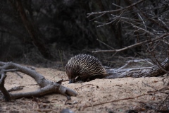 echidna-Adelaide-Bernard-Commended-Set-Subject-B-Grade-PDI-Apr-2024