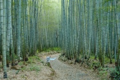Bamboo-Forest-Lesley-Bretherton-Commended-Open-A-Grade-Print-Apr-2024
