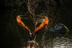 Darter-at-Dawn-Russell-Spence-Highly-Commended-Set-Subject-A-Grade-Print-Apr-2024