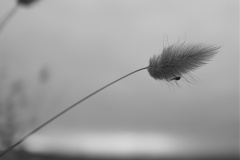 Home-Des-Crossley-Commended-Set-Subject-A-Grade-Print-Apr-2024