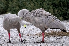 In-Love-Robin-Tully-Commended-Open-B-Grade-Print-Apr-2024