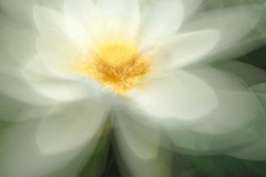 Lotus-Flower-James-Mexias-Commended-Set-Subject-A-Grade-Print-Apr-2024
