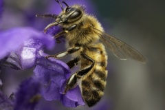 Natures-Little-Marvel-Jo-Kneebone-Highly-Commended-Set-Subject-B-Grade-Print-Apr-2024