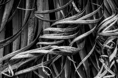 Pandanis-curls-Geoff-Shaw-Commended-Open-A-Grade-Print-Apr-2024