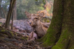 Sika-deer-Lesley-Bretherton-Commended-Set-Subject-A-Grade-Print-Apr-2024