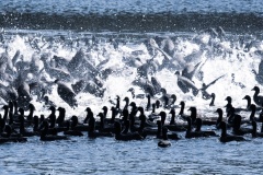 water-birds-on-the-hop-Vitas-Anderson-Best-Set-Subject-B-Grade-Print-Apr-2024
