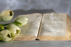 Peace-Stefanie-Wendler-Canning-Highly-Commended-Set-Subject-B-Grade-PDI-Aug-2024