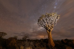 Quiver-Tree-Light-Painting-Anne-Shellard-Best-Open-A-Grade-Print-Aug-2024