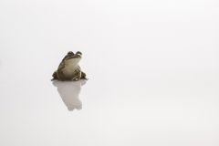 1_Julia-Wong-20240608-Green-and-Golden-Bell-Frog