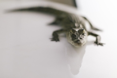 Julia-Wong-20240608-Saltwater-Crocodile