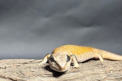 Mark-Devaraj-2