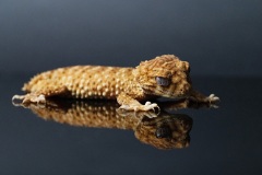 Rebecca-Polonski-Central-Rough-Knob-tailed-Gecko-v2