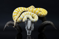 Rebecca-Polonski-Darwin-Albino-Carpet-Python-v2