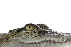 croc-smile