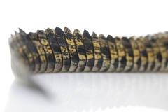 croc-tail