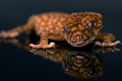 gecko-smile