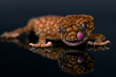 gecko-tongue