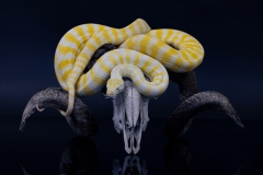 python